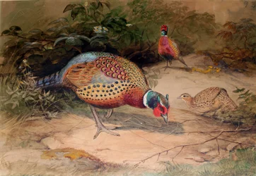 Ringfasan (Phasianus torquatus), 1852-54